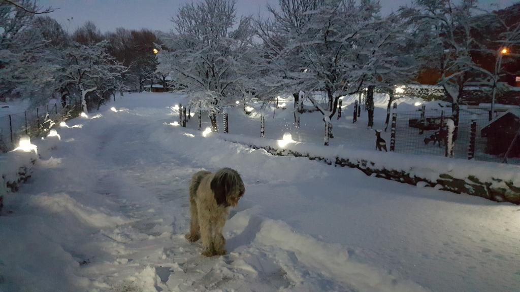 Casa Bunicului Villa Vistisoara Dış mekan fotoğraf